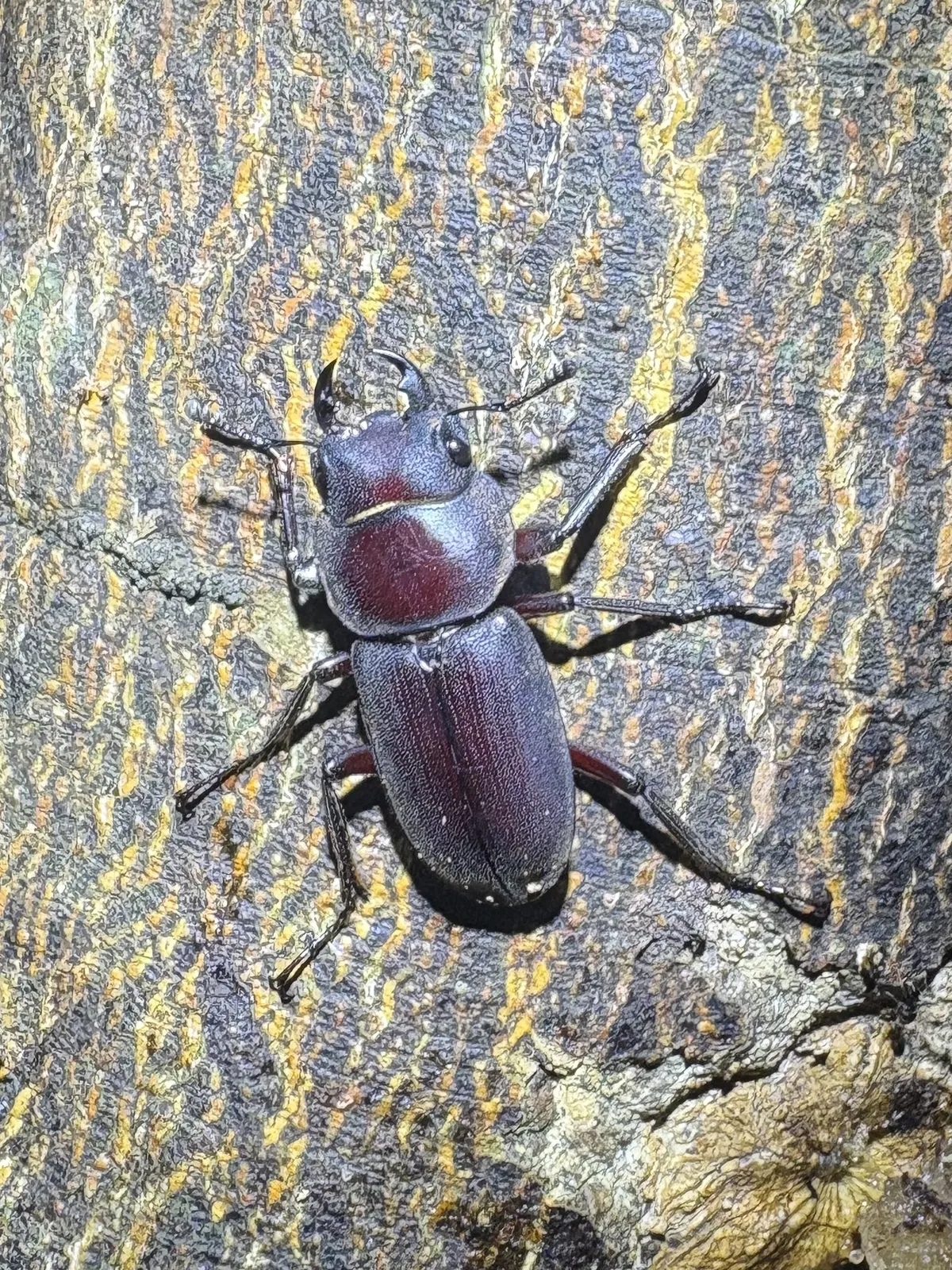Dorcus amamianus kubotai 雄成蟲。