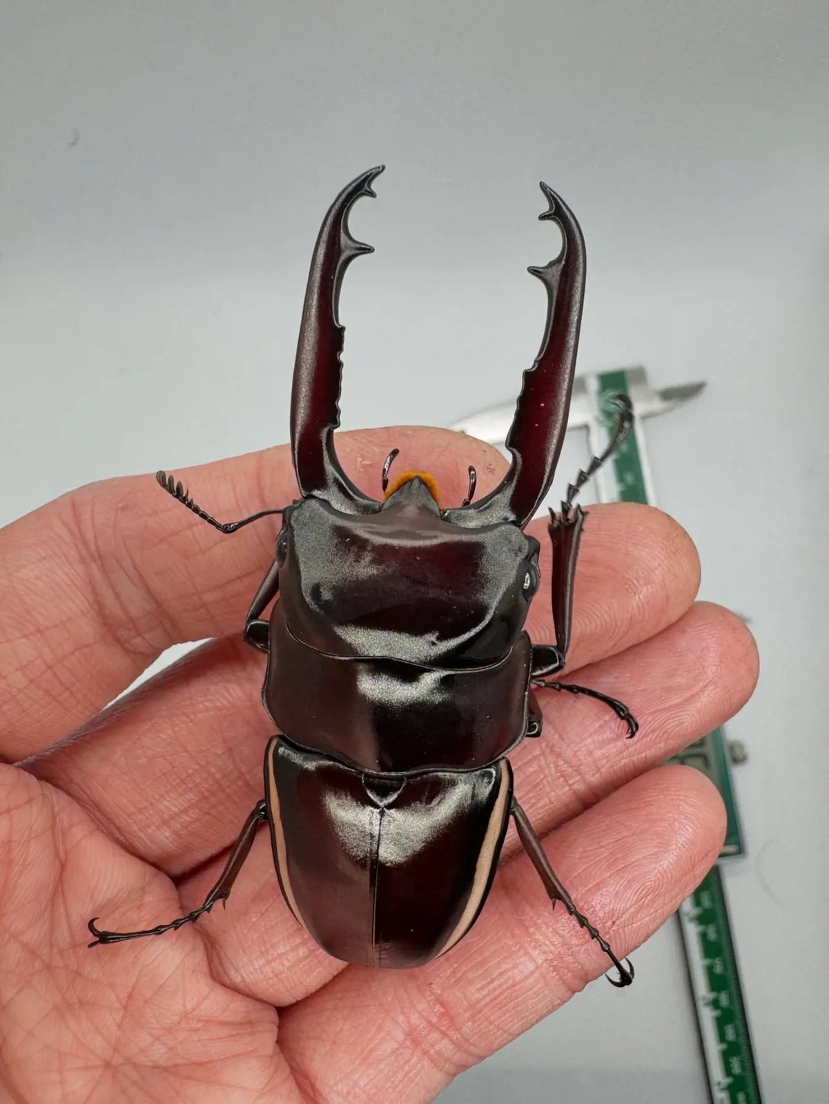 Prosopocoilus wallacei