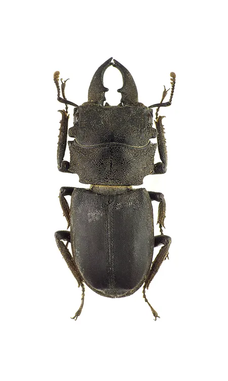 Gnaphaloryx opacus 雄成蟲標本的背面