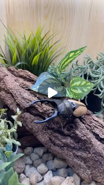 霸王鬼豔鍬形蟲