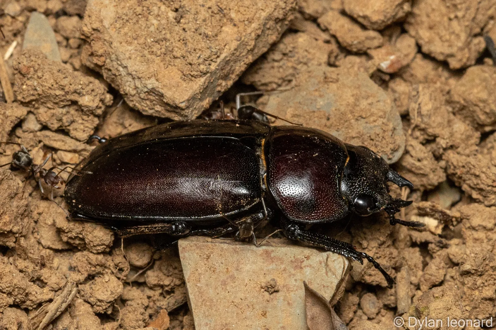 Prosopocoilus natalensis 成蟲照。