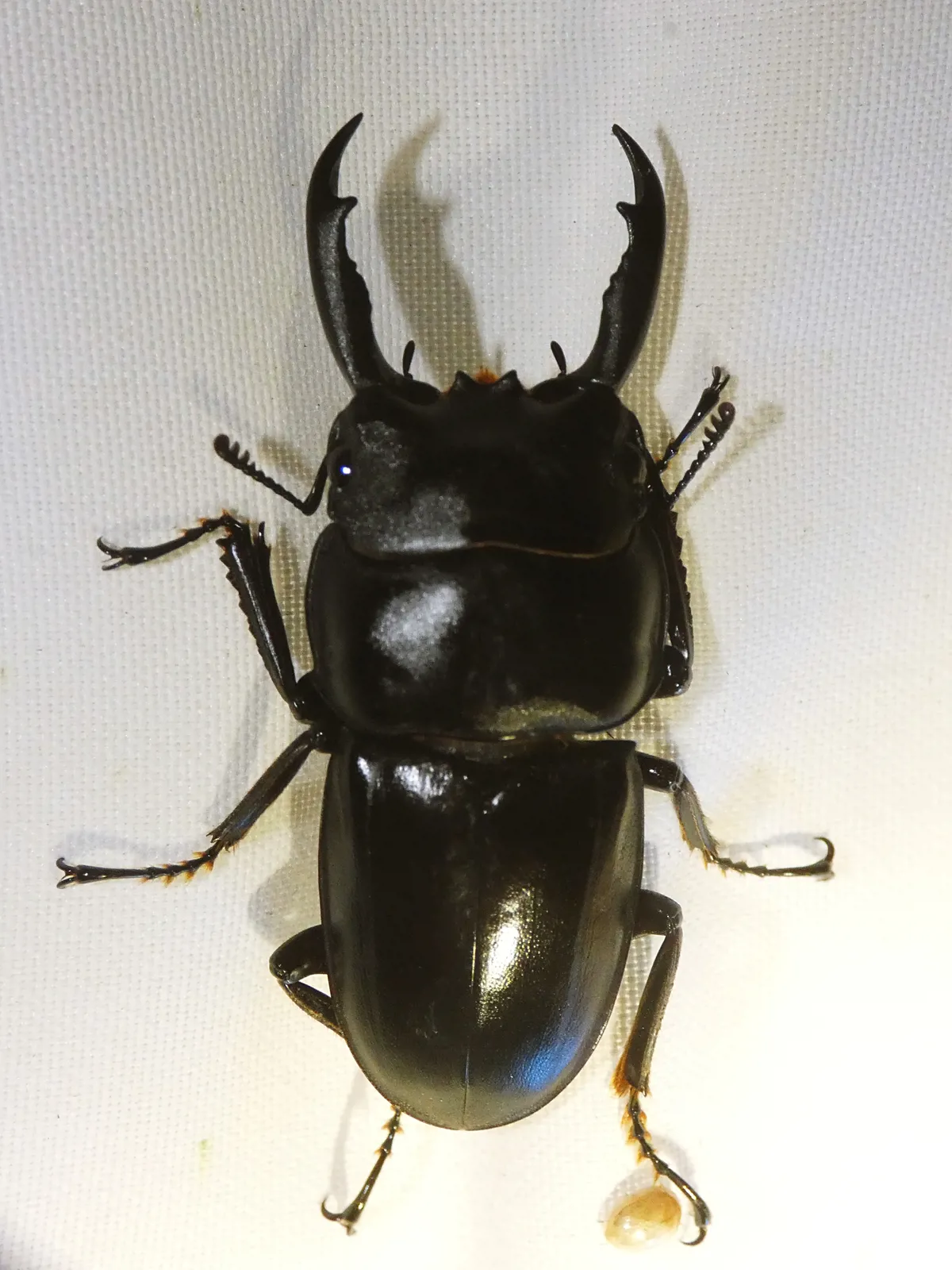 Dorcus wickhami 成蟲背面照。