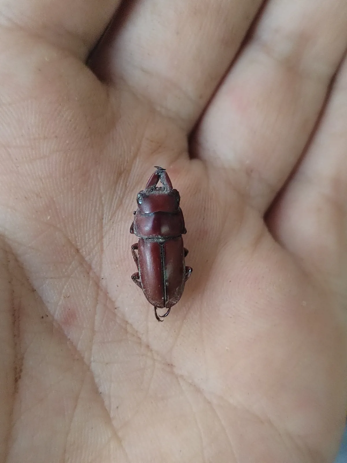 Falcicornis pseudaxis 成蟲。
