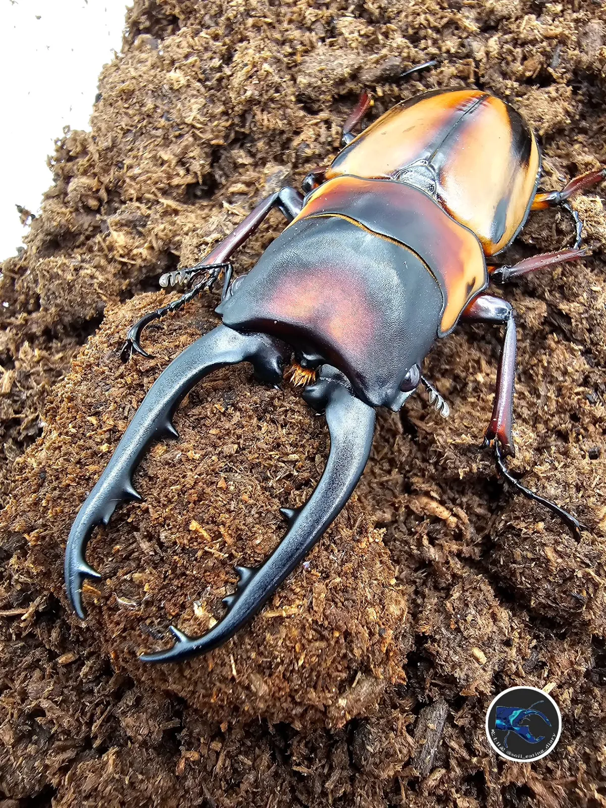 法布利斯鋸鍬形蟲：首次飼育至 78 mm 羽化