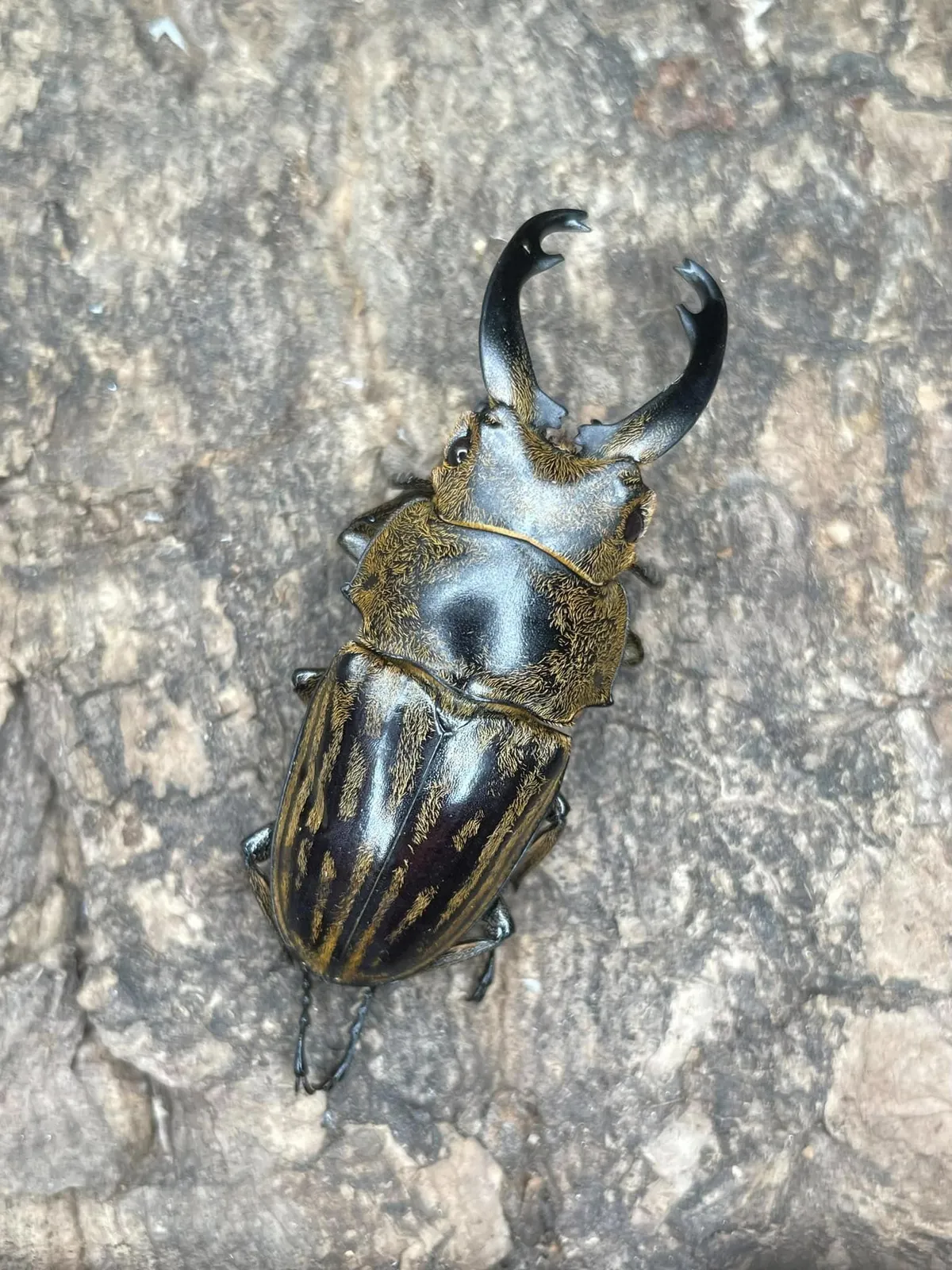 Odontolabis striatus