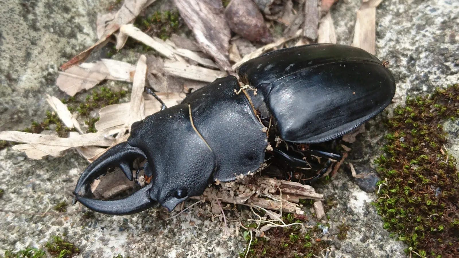 Odontolabis leuthneri 成蟲的觀察照片。