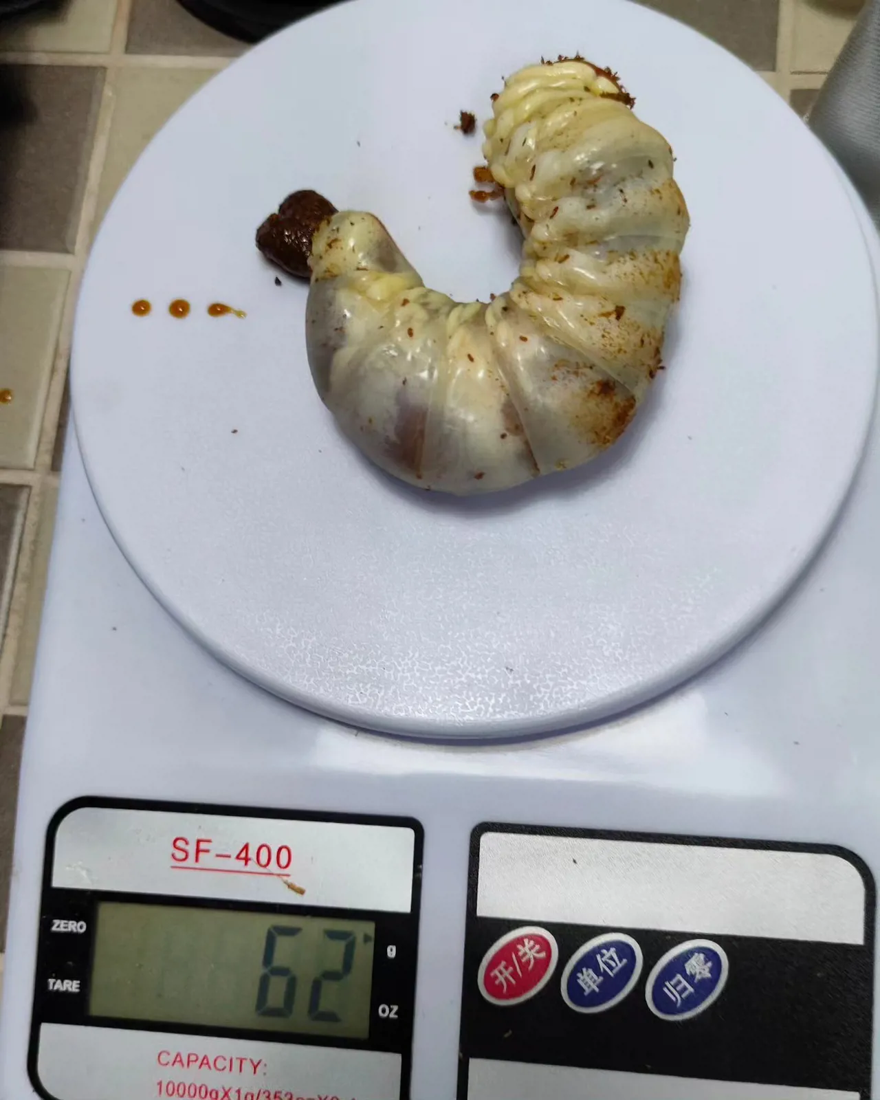 蘇門答臘巨扁鍬形蟲