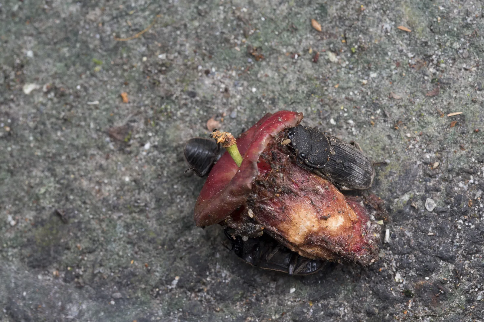 畫面右側為 Velutinodorcus taiwanicus，頭部與部分足部受遮擋。