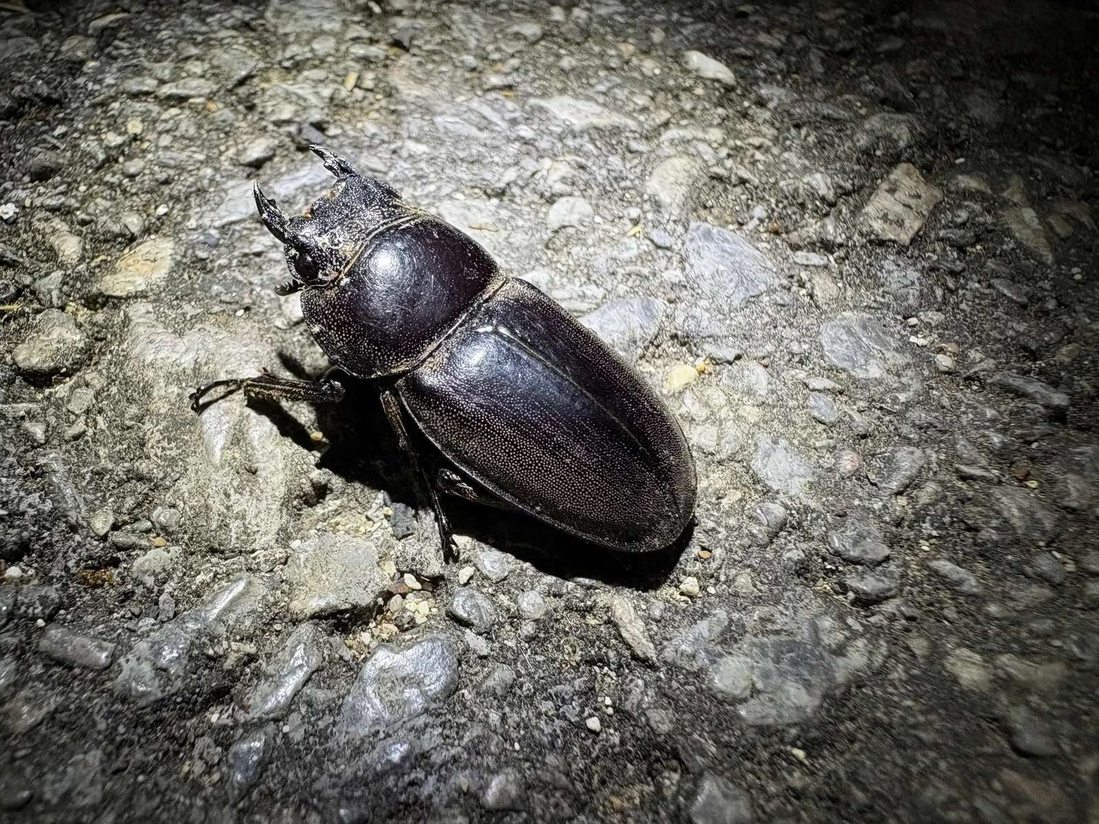 Serrognathus titanus sakishimanus 成蟲的觀察照片。