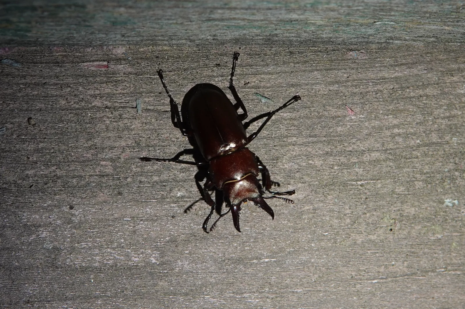 Prismognathus dauricus 雄蟲背面照。