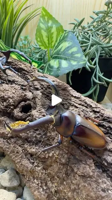 雲頂鹿角鍬形蟲