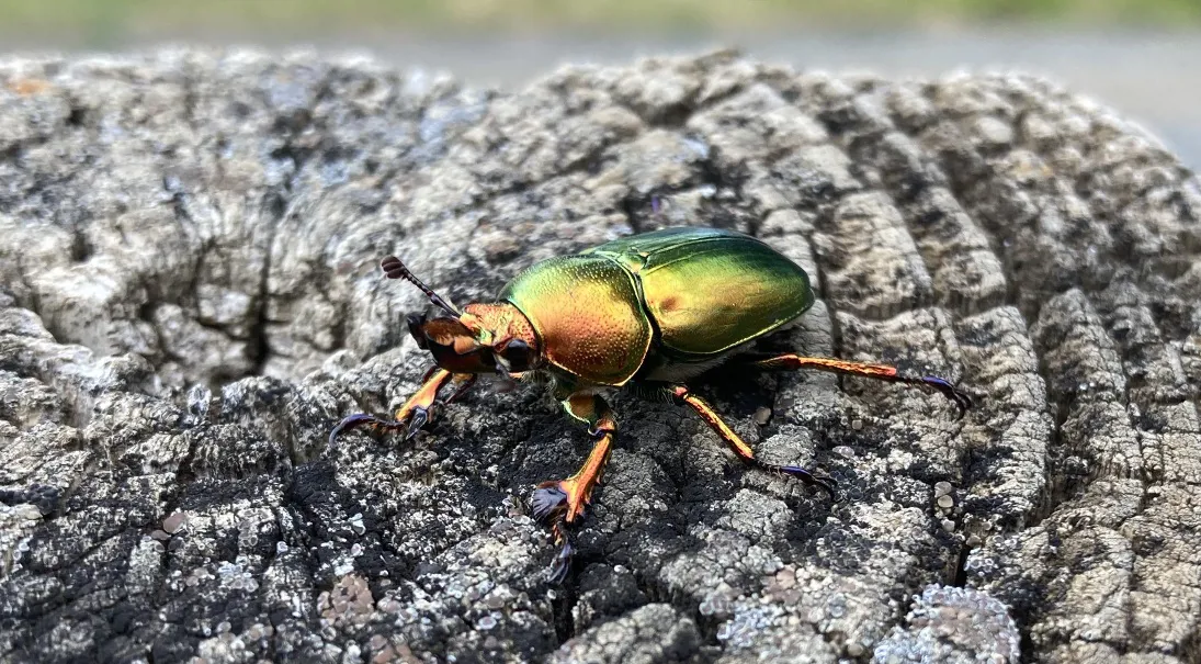 Lamprima aurata 成蟲停在樹皮上。