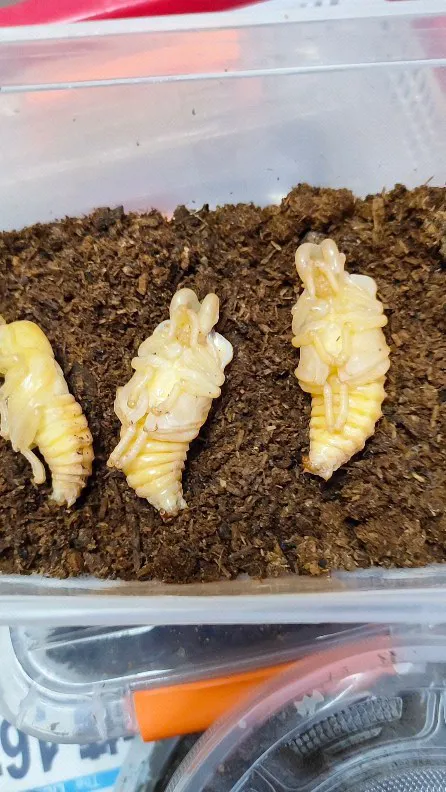 彩虹鍬形蟲