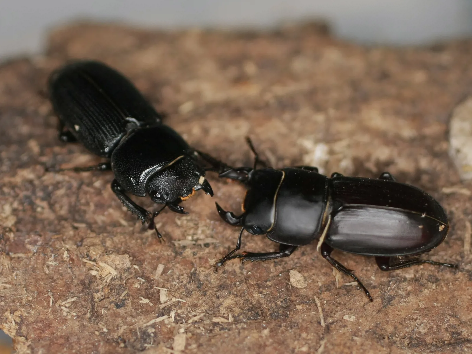 Dorcus musimon 雌雄成蟲停在木質表面。