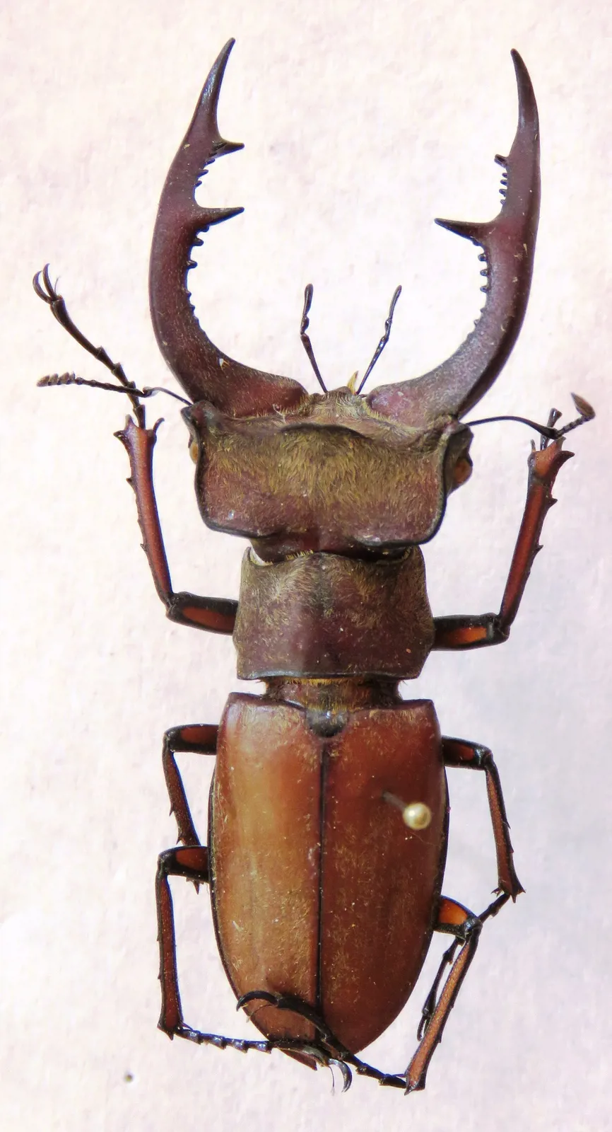 Lucanus formosus 雄蟲標本照。
