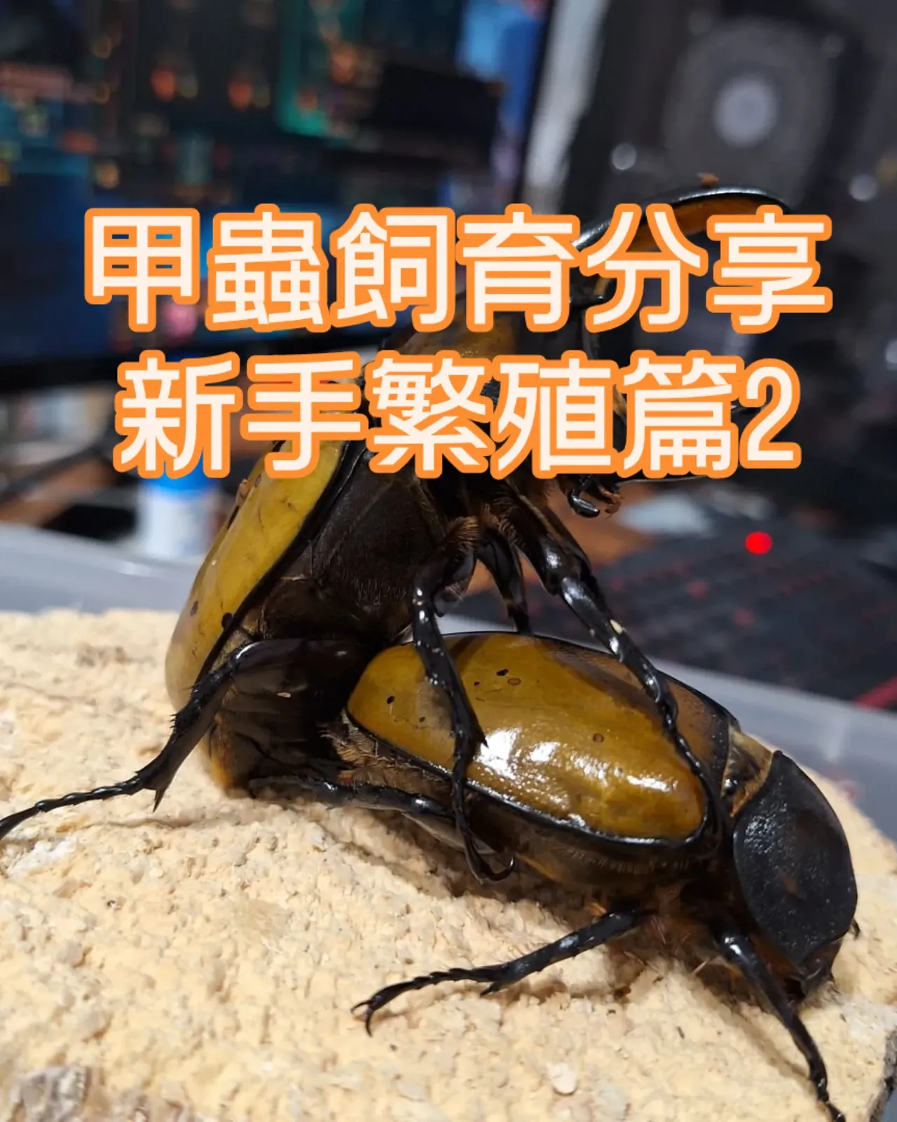 新手繁殖篇 2：黃金鬼、大黑豔與兜蟲的投產經驗，小糕甲蟲原貼文照片 1