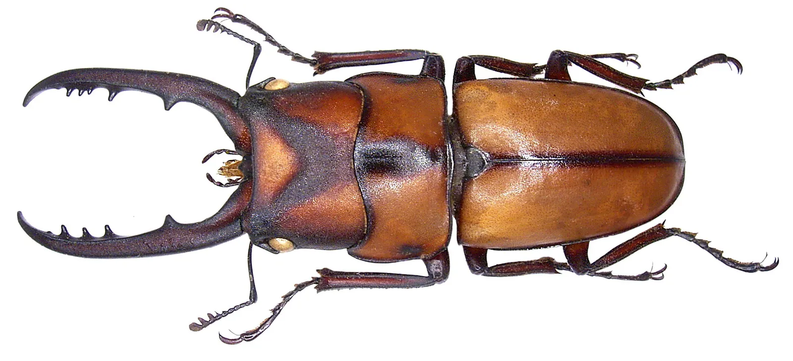Prosopocoilus suturalis 雄蟲標本背面照。