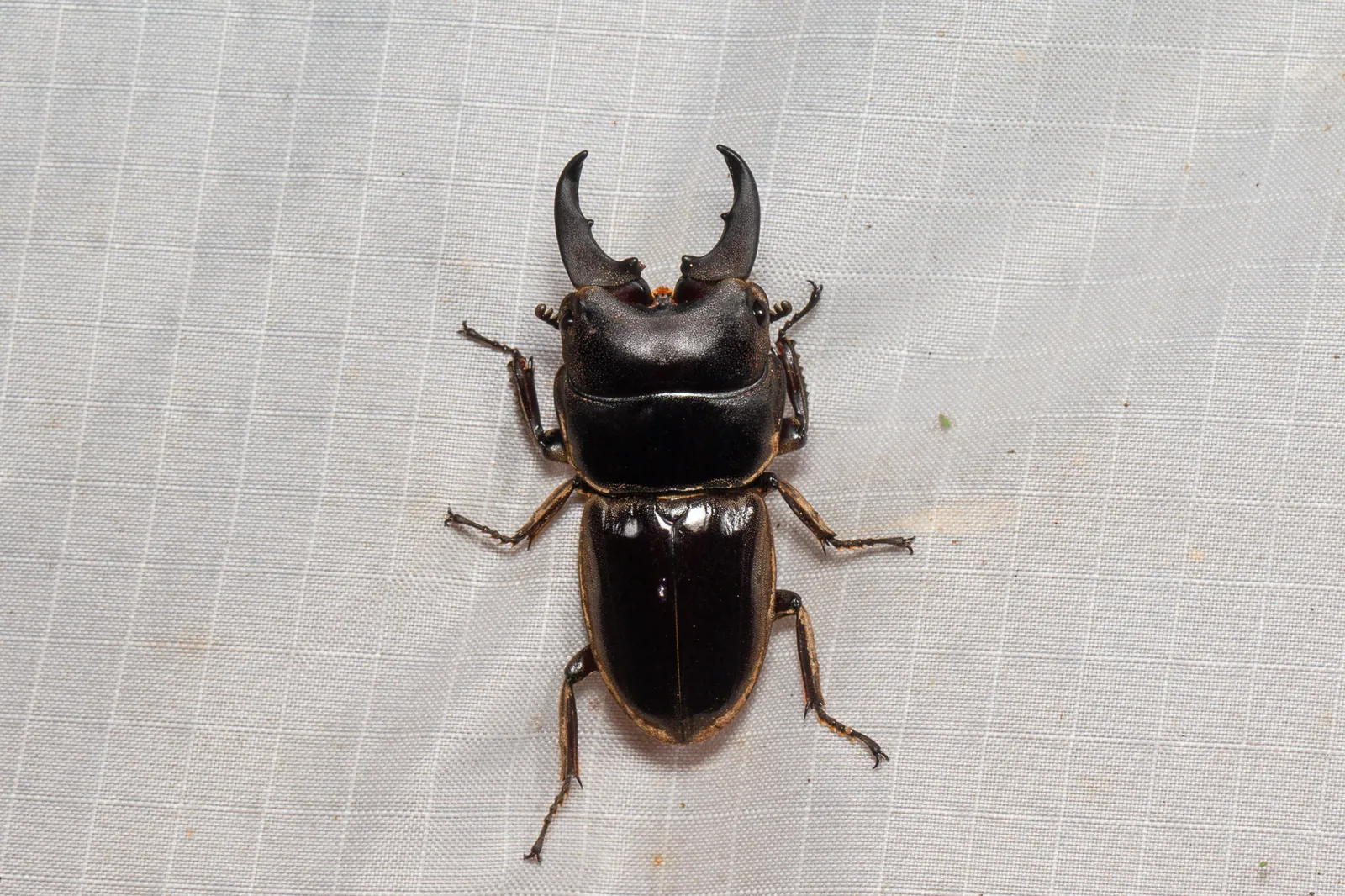 Dorcus mirabilis 成蟲背面照。