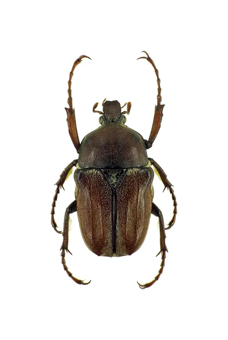 Cosmiomorpha sauteri 成蟲標本的完整背面