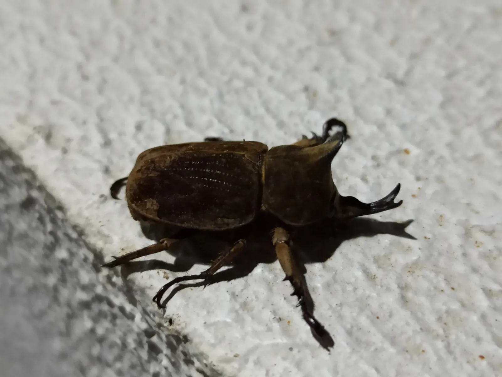 Lycomedes velutipes 雄成蟲。