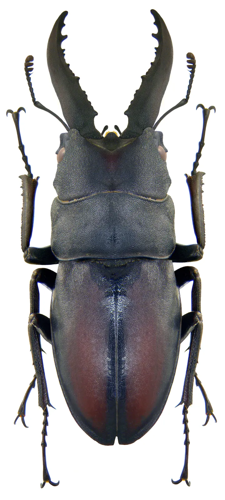 Prosopocoilus inclinatus inclinatus 雄蟲標本背面照。