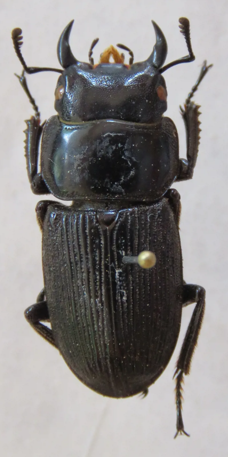 Dorcus daedalion 成蟲標本照。