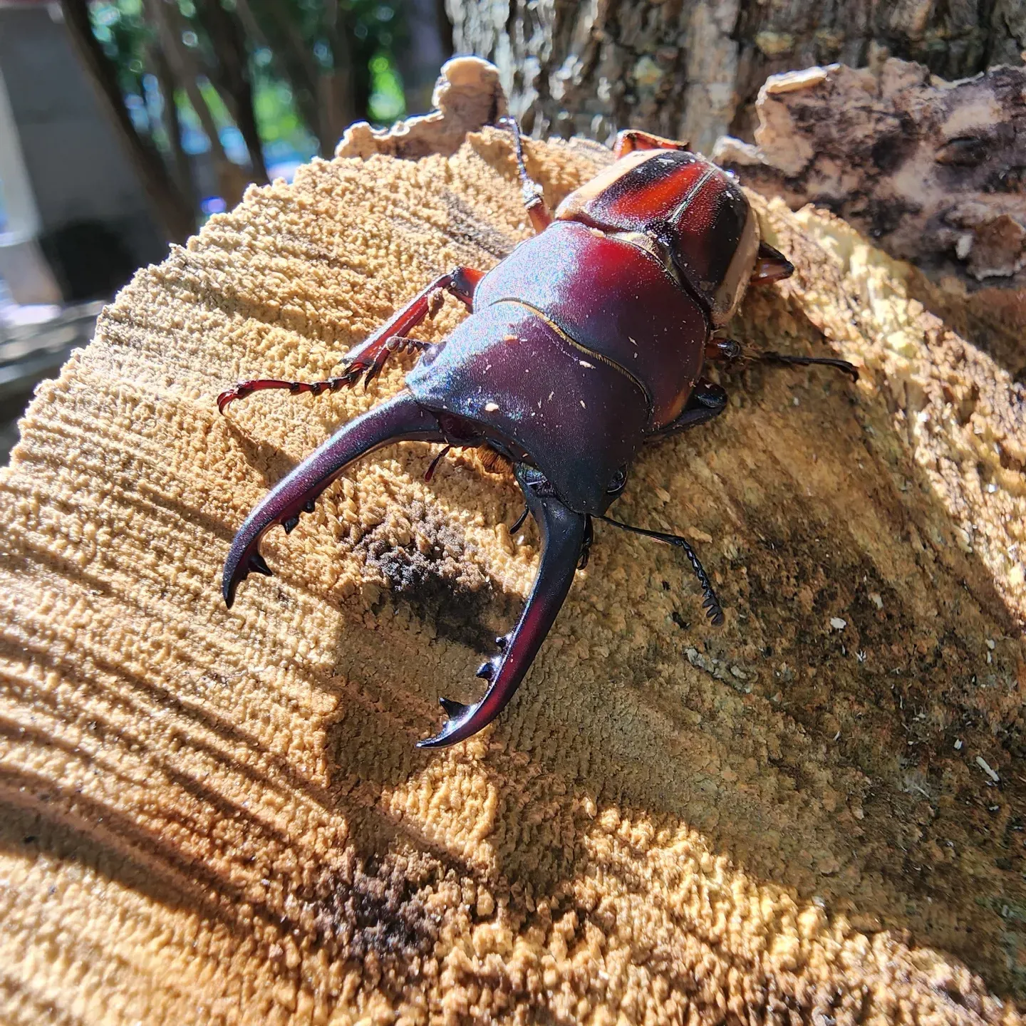 Prosopocoilus lateralis lorquinii