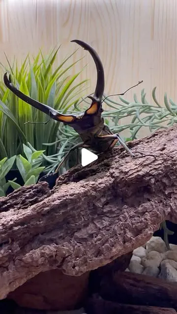 紅鹿細身赤鍬形蟲