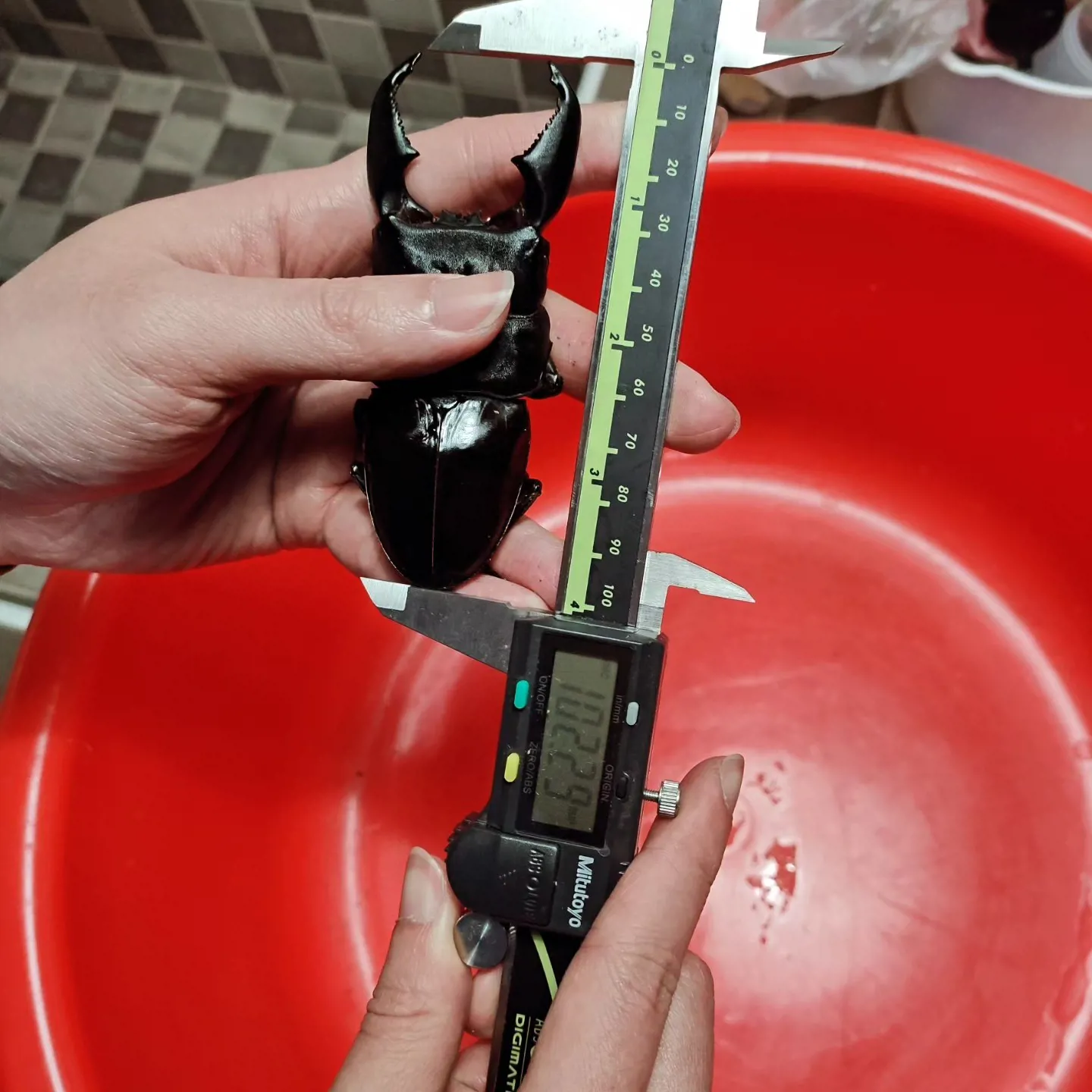 蘇門答臘巨扁鍬形蟲