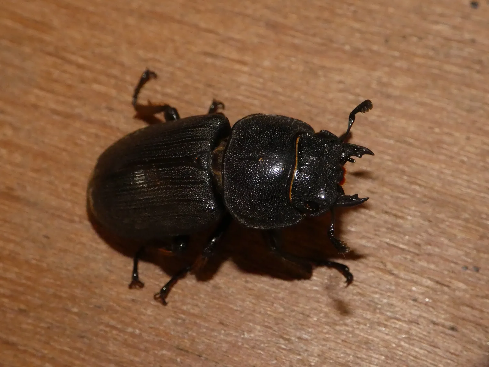 Serrognathus thoracicus 成蟲。