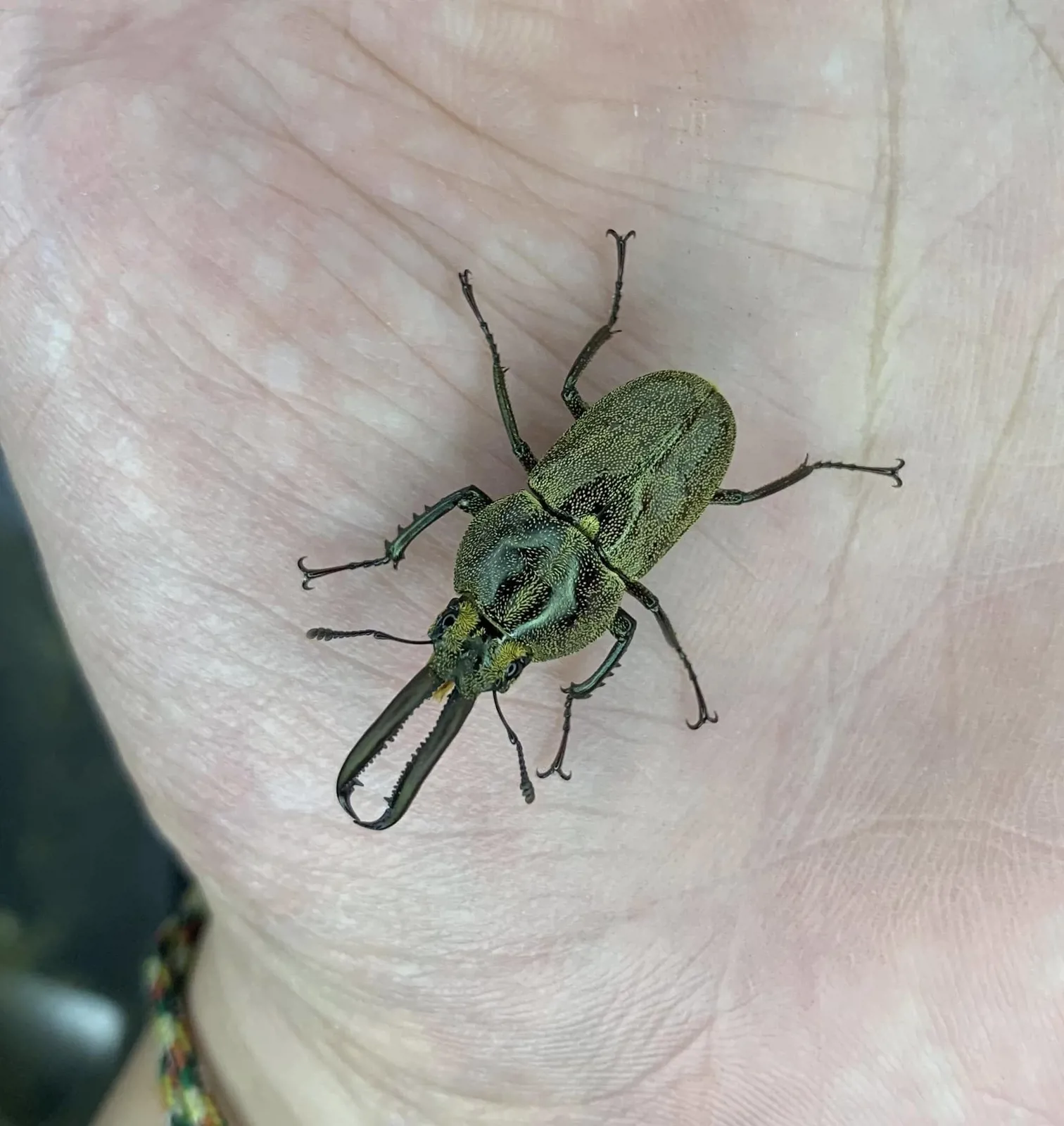 Casignetus spixi