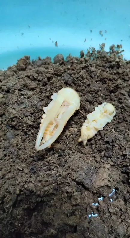 美他利佛細身赤鍬形蟲