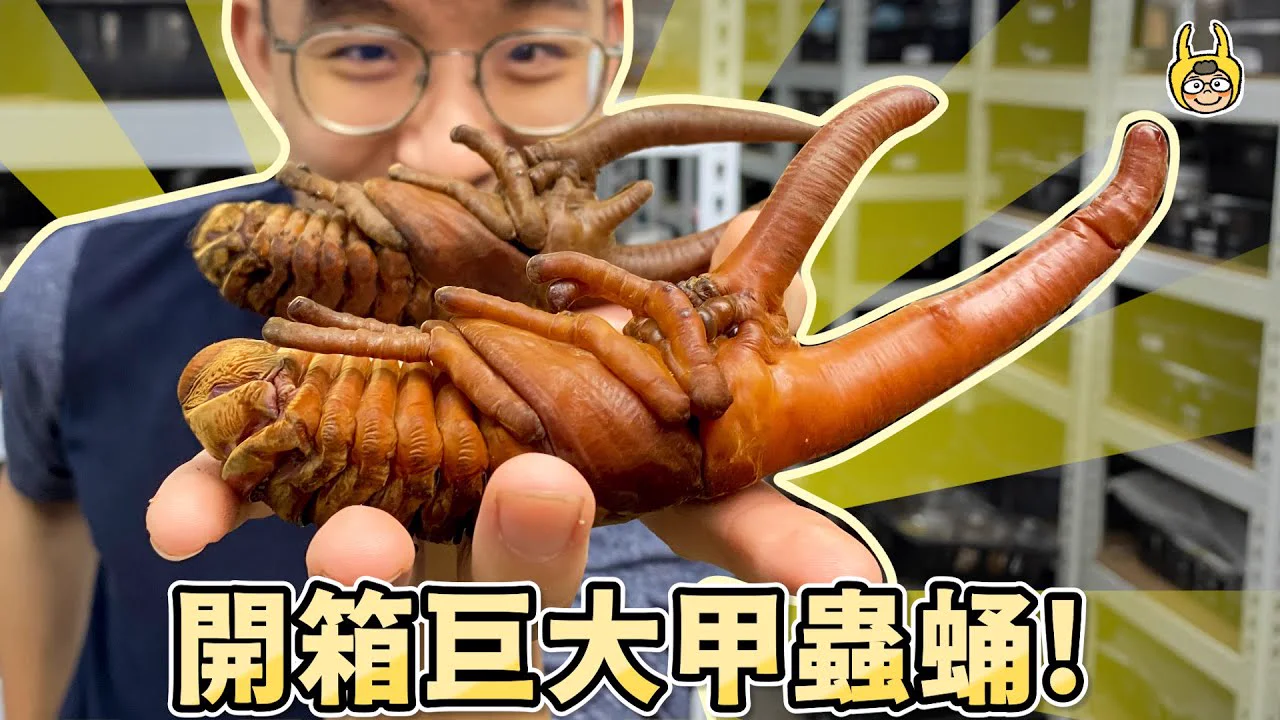 海神大兜蟲